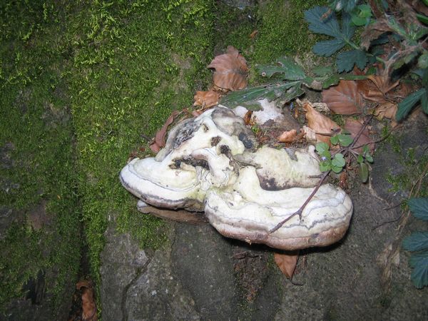 Identificazione fungo! (Fomes fomentarius)